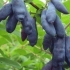 Baccara dumy wiciokrzewu
